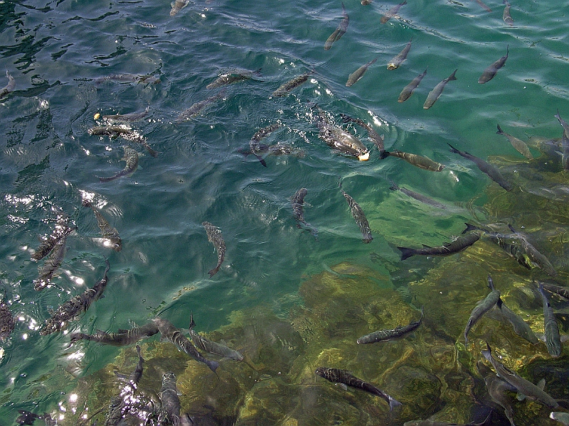 SA1289.jpg - fiskar i hamnen i Puerto de Mogan