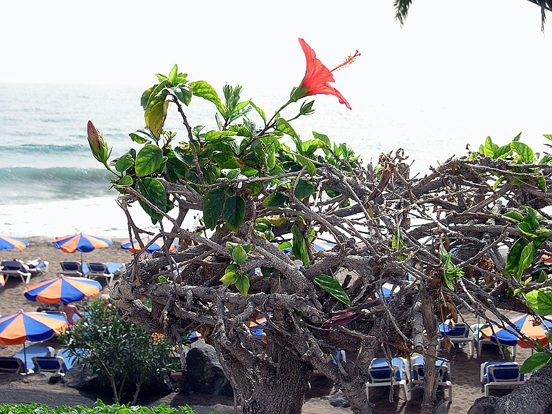 Lanzarote011.jpg - Vacker blomma...