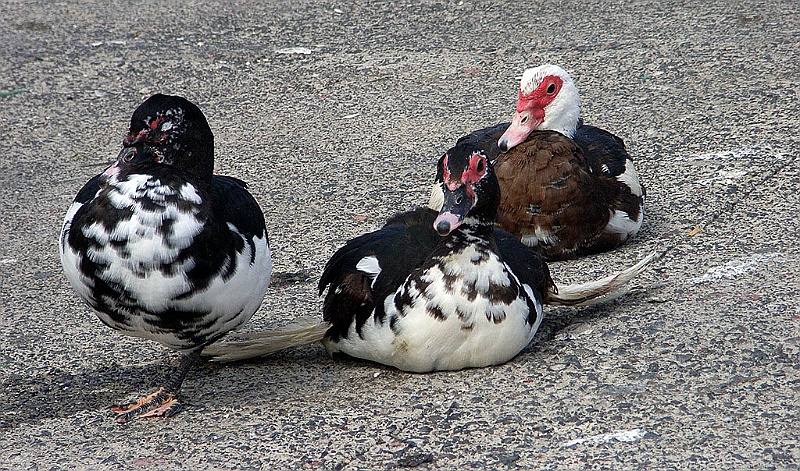 Lanzarote020.jpg - Trio..