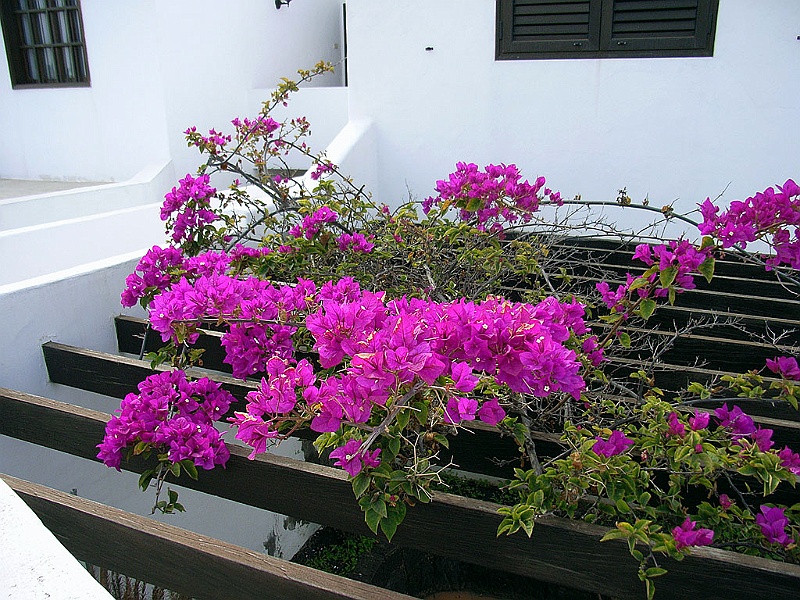 Lanzarote100.jpg - takbeklädnad....jodå, en innergård nedanför...