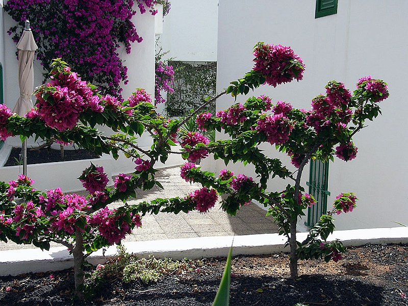 Lanzarote114.jpg - Blomprakt..