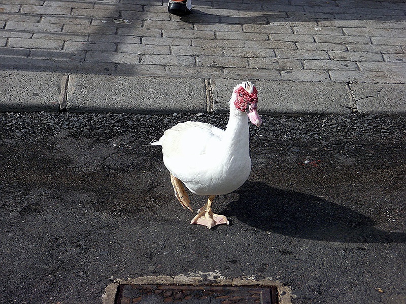 Lanzarote131.jpg - På promenaden...