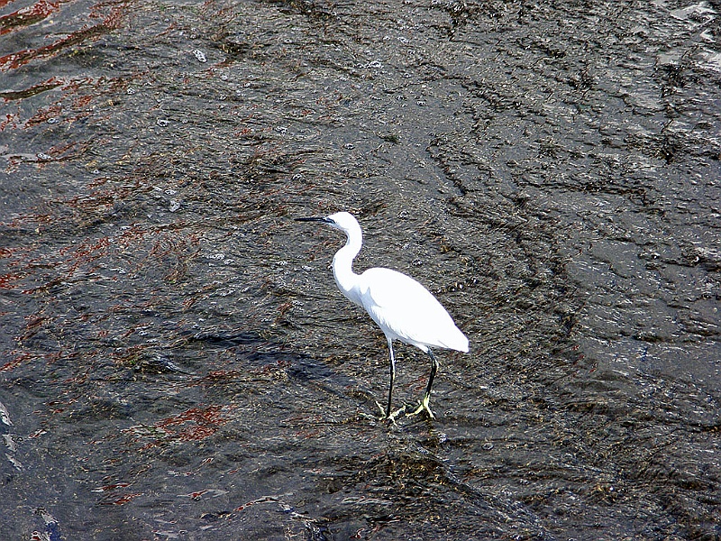 Lanzarote132.jpg - En vadare..