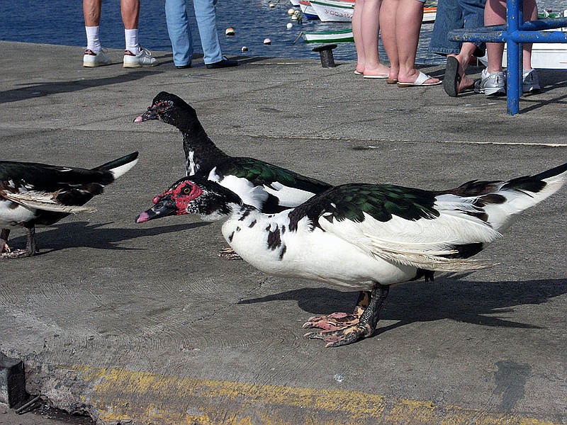 Lanzarote134.jpg - Fåglar på promenad...