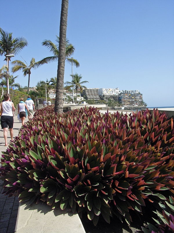 SA1113.jpg - Blomster på Strandpromenaden