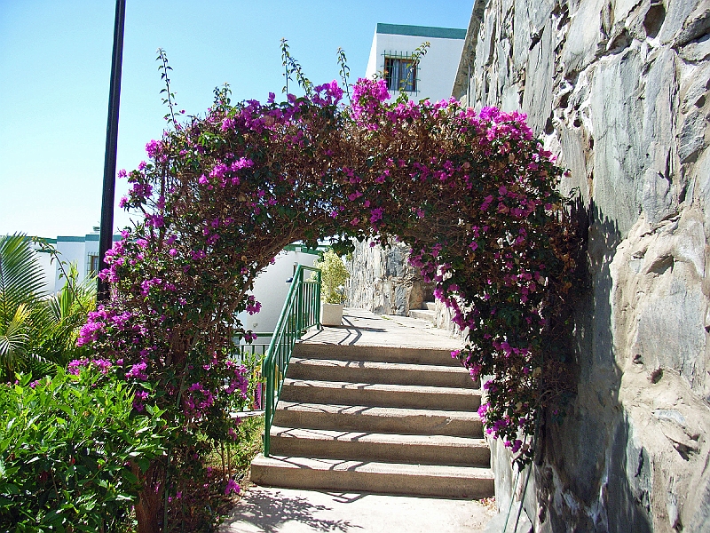 SA1216.jpg - Blomster på hotellet